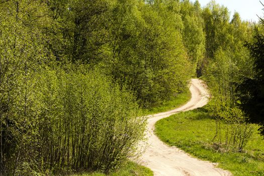   not asphalted road in the wood. summertime of year