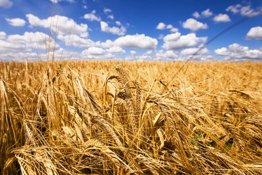   an agricultural field on which ripened wheat of gold color grows