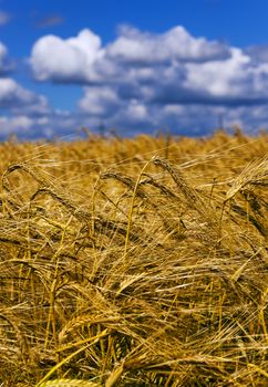  an agricultural field on which grow up wheat