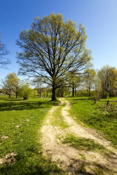  not asphalted rural road along which the tree grows