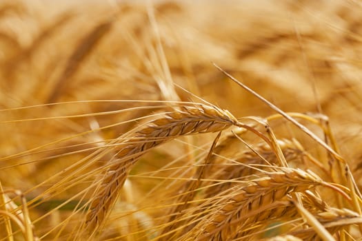   the ears of the turned yellow ripened rye photographed by a close up