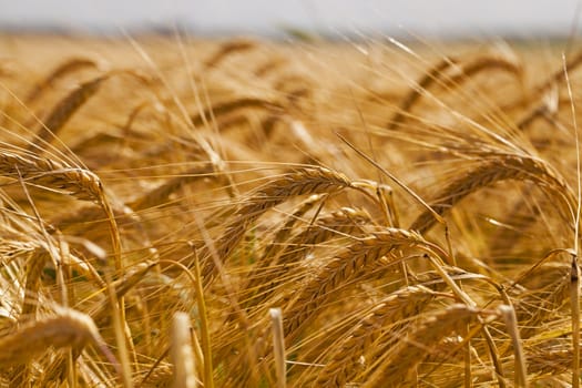  an agricultural field on which grow up cereals