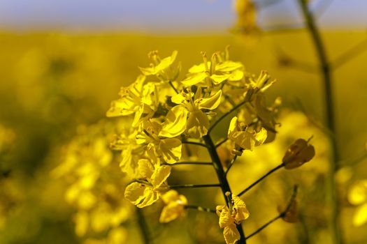   the blossoming colza photographed by a close up