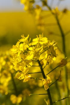   the yellow flower of a colza photographed by a close up