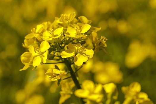   the blossoming colza photographed by a close up