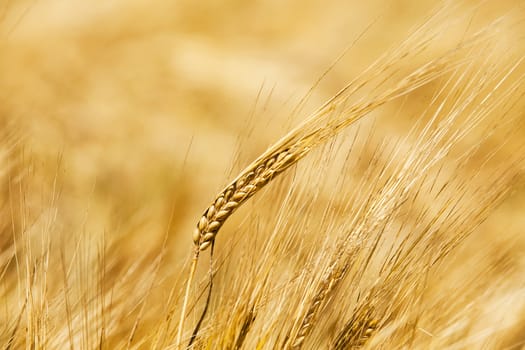  the ears of the ripened cereals photographed by a close up