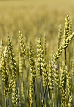  the ears of an unripe green rye photographed by a close up