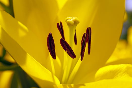  the flower photo a lily close up. small depth of sharpness