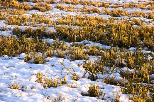  the plants being under snow. spring season