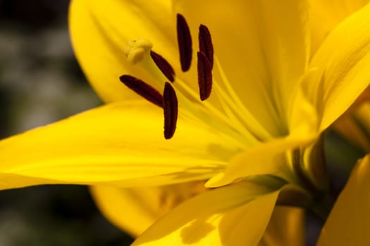 the flower photo a lily close up. small depth of sharpness