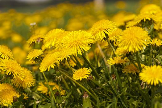   photographed are large the plan yellow flowers of a dandelion