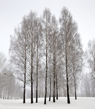   trees in a winter season. at a background the sun shines
