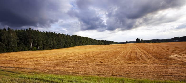   an agricultural field on which reaped wheat crop