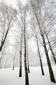   the trees growing in the wood in a winter season
