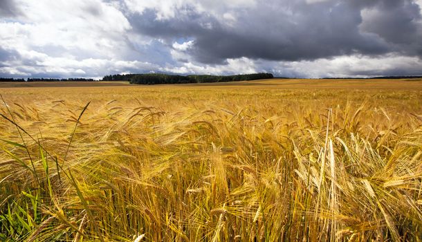  an agricultural field on which grow up the ripened cereals