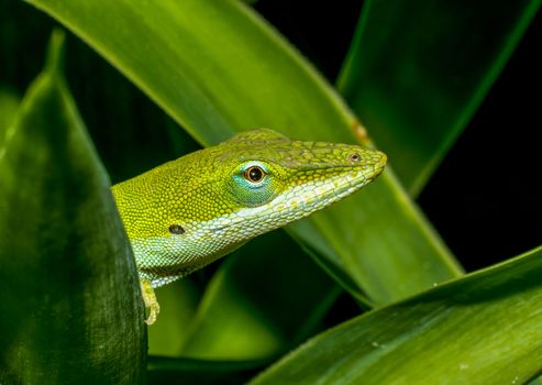 Green Anole among leaves