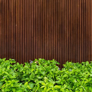 Wooden with green leaf background