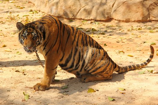 Bengal tiger in Kanchanaburi at Thailand