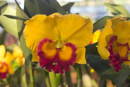 Orchid flowers, Laeliocattleya yellow and purple color