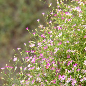 Closeup colorful gypsophila pink flowers