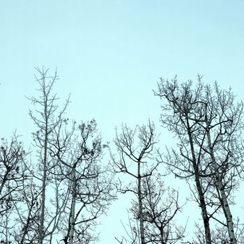Bare trunks and branches of leafless birch trees against a misty blue sky