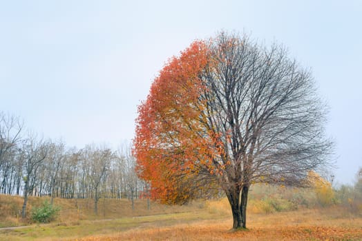 Panorama. Lonely beautiful autumn tree. Autumn Landscape.