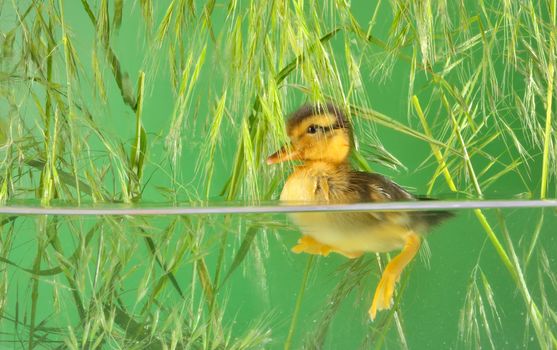 seven days old duckling swimming in aquarium