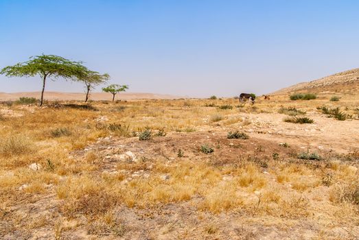 Desert landscape in Israel's Negev desert, donkey and camel in the background