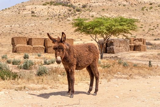 Desert landscape, donkey  in Israel's Negev desert.