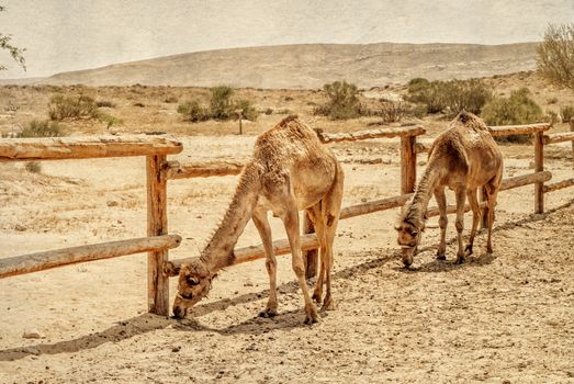 Two camels in the corral for camels. Photo textured in old color image style.