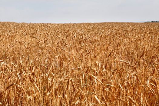 Field of yellow wheat at sunny day, harvesting time