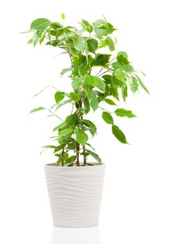 Ficus benjamina in flowerpot isolated on white background.