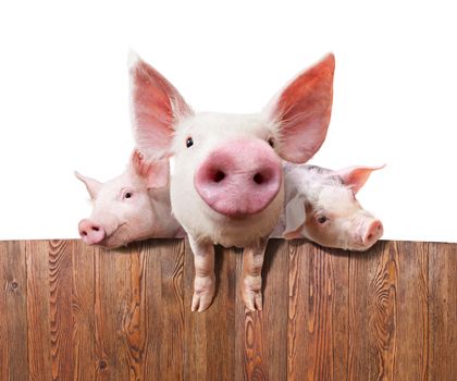 Young pigs on the farm looking over the fence. On white background.