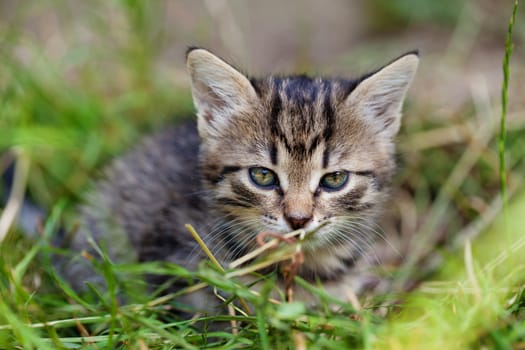 Portrait of adorable young kitten in the grass