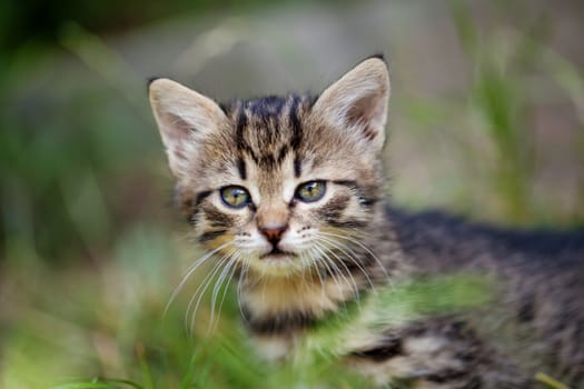 Portrait of adorable young kitten in the grass