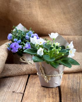 Saintpaulias flowers in paper packaging, on sackcloth, wooden background