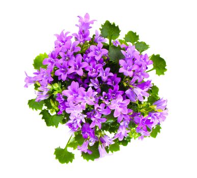 Beautiful vivid purple spring flower bush Dalmatian bellflower (Campanula portenschlagiana)