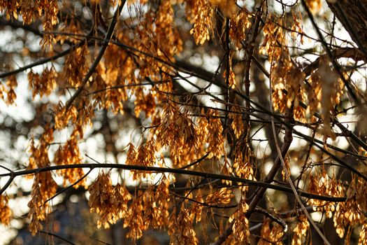 Focusing on dry acacia tree leaves in the fall