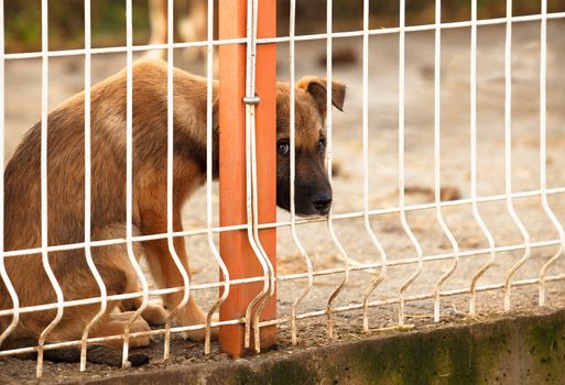 Lonly and sad abandoned puppy behind fence of a enclosure in a dog shelter. Looking scared.