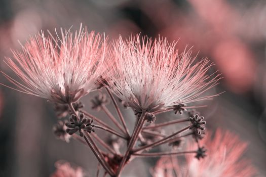 Flowers of acacia - close up photo ( Albizzia julibrissin ) - pink tone