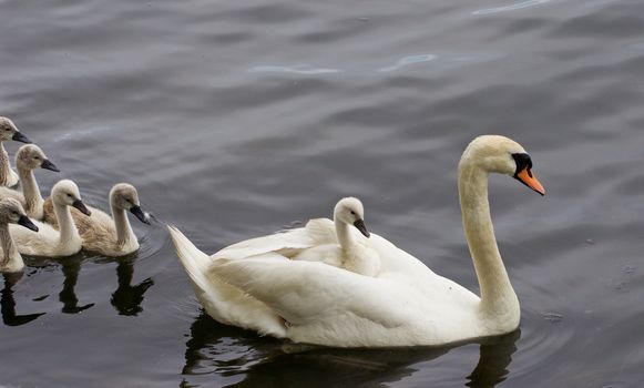 Very interesting and original situation when the chick is riding on the back of her mother-swan