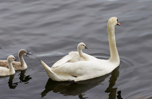 Very interesting and original situation when the chick is riding on the back of her mother-swan