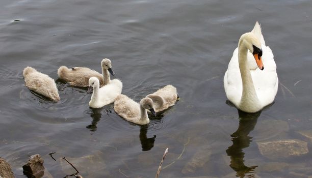 The swan and her six chicks are swimming near the shore of the lake