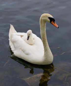 Very interesting and original situation when the chick is riding on the back of her mother-swan