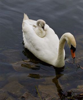 Very interesting and original situation when the chick is riding on the back of her mother-swan