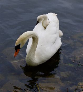 Very interesting and original situation when the chick is riding on the back of her mother-swan