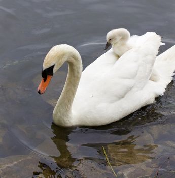 Very interesting and original situation when the chick is riding on the back of her mother-swan