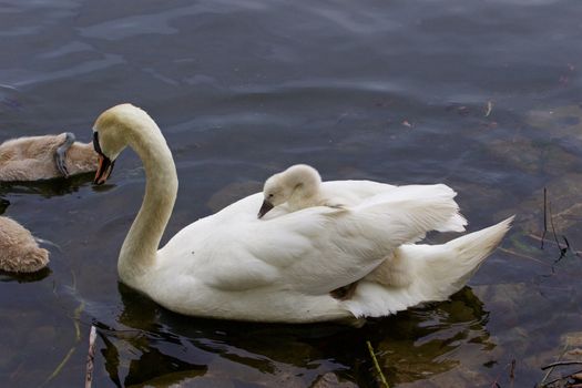 Very interesting and original situation when the chick is riding on the back of her mother-swan