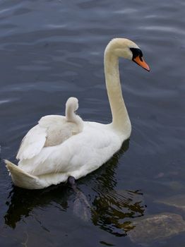 Very interesting and original situation when the chick is riding on the back of her mother-swan