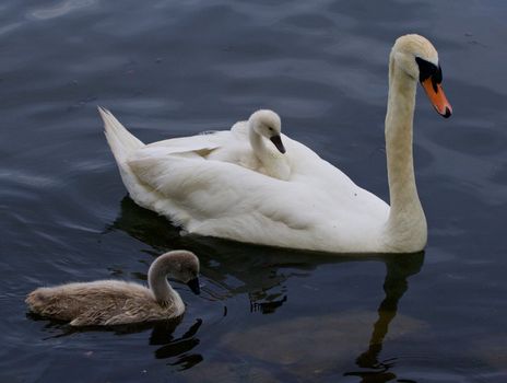 Very interesting and original situation when the chick is riding on the back of her mother-swan